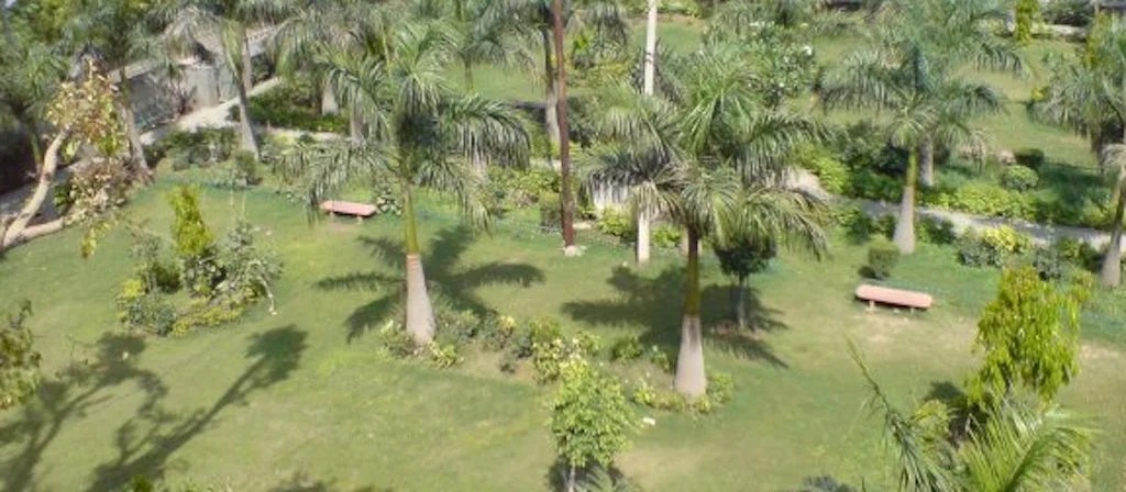 ALT: A photograph taken from above of a garden with several stone benches surrounded by palm trees. 