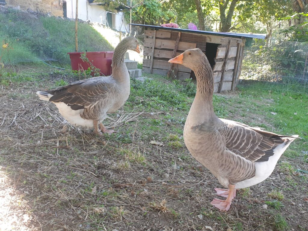 This image has an empty alt attribute; its file name is geese-1024x768.jpg