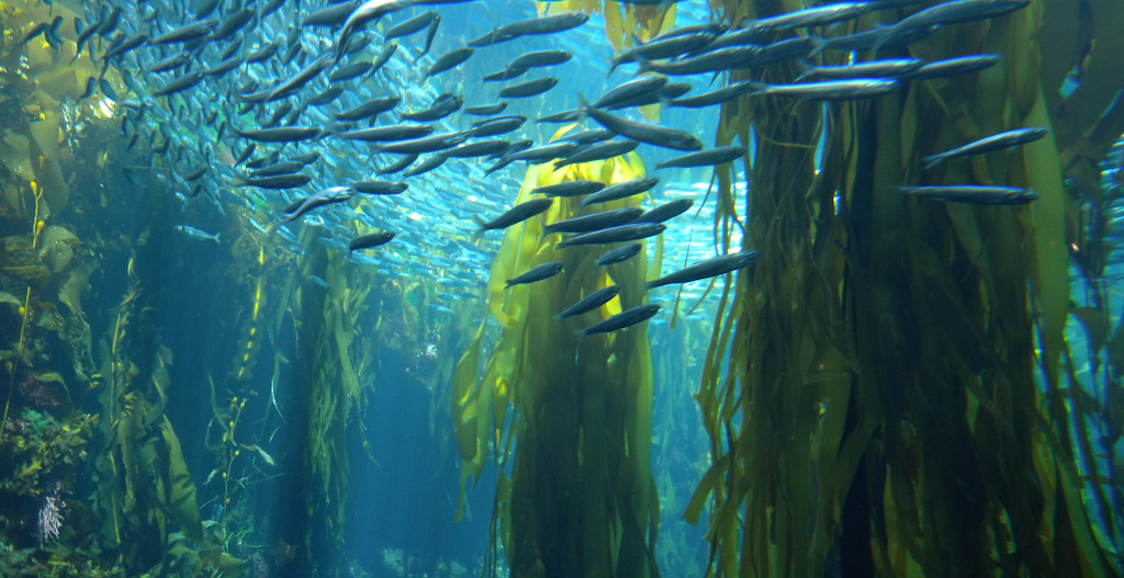 Business risk - Kelp forest