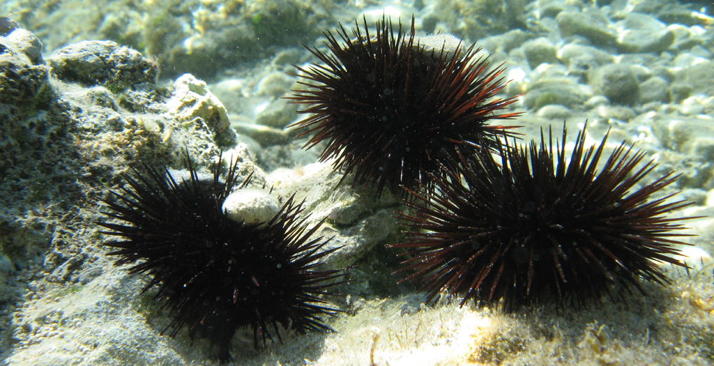 Business risk - sea urchin killing kelp biodiversity centres